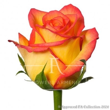 1 Yellow orange rose