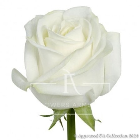 1 White Avalanche Rose
