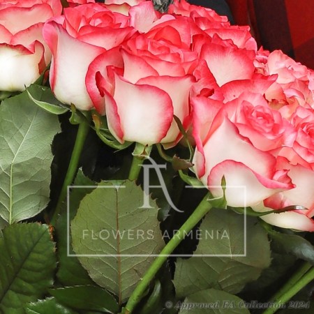 21 Pink Destiny Roses