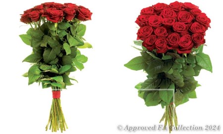 Red Regal Roses (80cm)