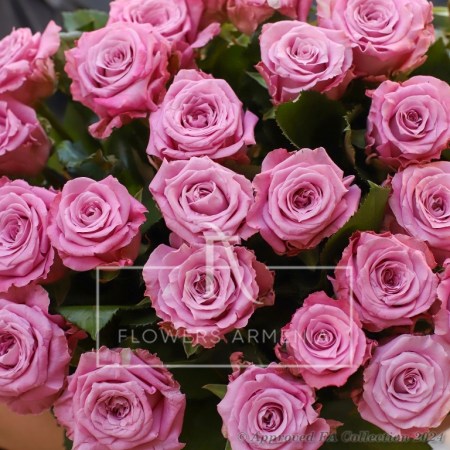 Too Attractive Roses