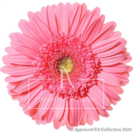 Pink gerbera