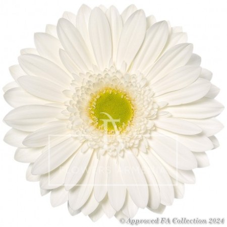 White gerbera