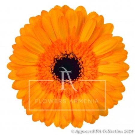 Orange gerbera
