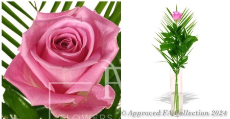 Just a Pink Rose