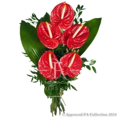 Shining Red Anthuriums