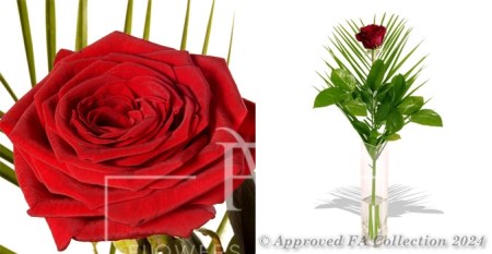 Exqusite Red Rose