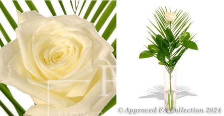 Pure White Rose