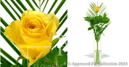 A Single Yellow Rose