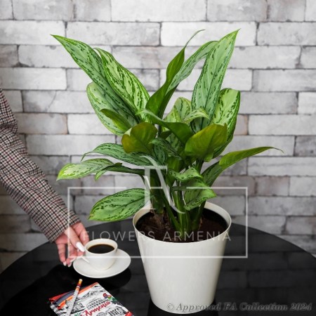 Aglaonema (Chinese Evergreen)