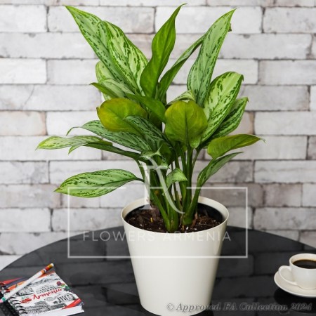 Aglaonema (Chinese Evergreen)