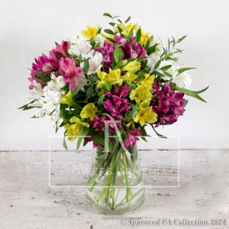 Colored alstroemerias