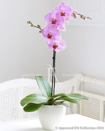 Pink Phalaenopsis
