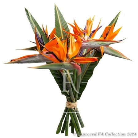 Strelitzias
