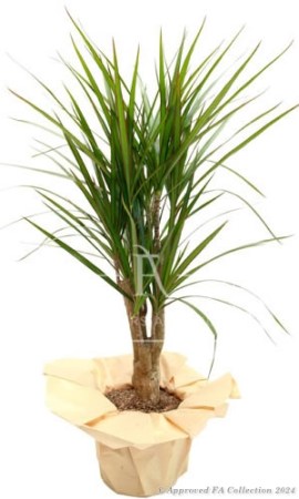 Yucca