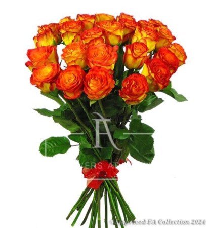 Orange Roses