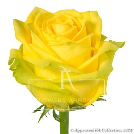 A Yellow Rose