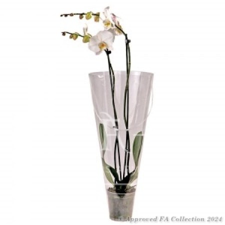 The Phalaenopsis