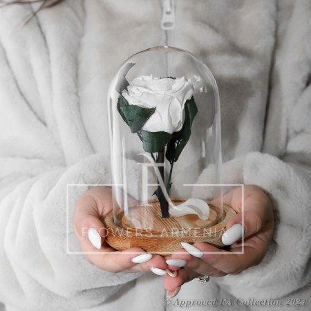 Eternal Rose