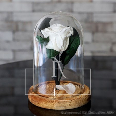 Eternal Rose