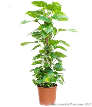 Scindapsus Plant