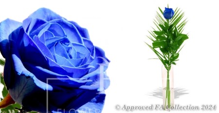 Blue Rose Romance