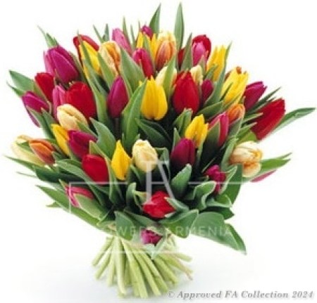 Bouquet of 51 Colorful Tulips