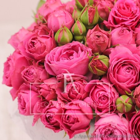 Perfect Pink Roses