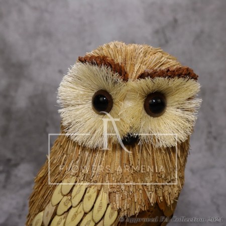 Wise Owl