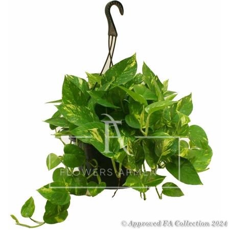 Pothos Houseplant