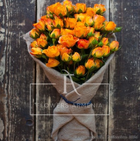 Blushing Orange Beauty