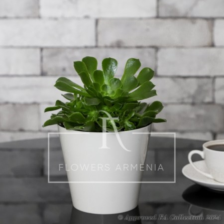 Aeonium