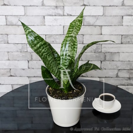 Dracaena Trifasciata