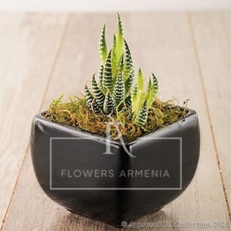 Cute Plant