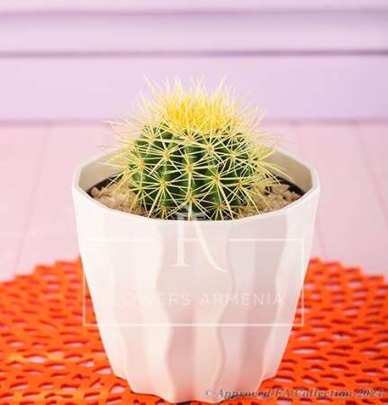 Cactus