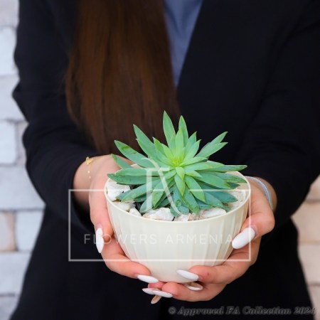 Sedum Morganianum