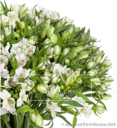 White Alstroemerias