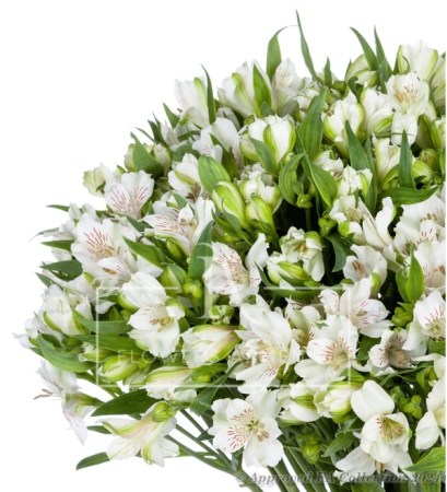White Alstroemerias