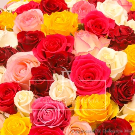 77 Colorful Luxe Roses