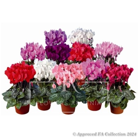 Cyclamen Gardening Angels