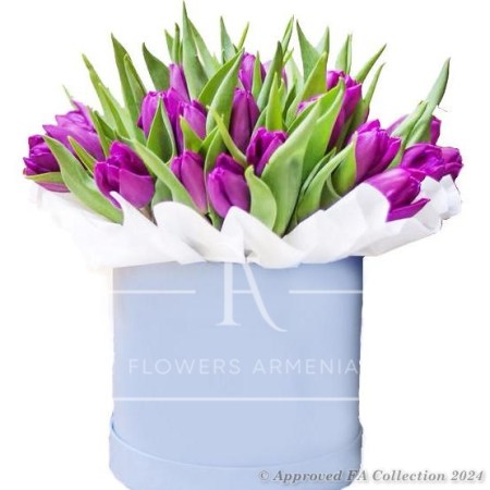 Purple tulips in box