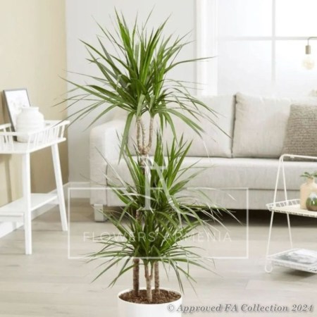 Dracaena (Dracaena Marginata)
