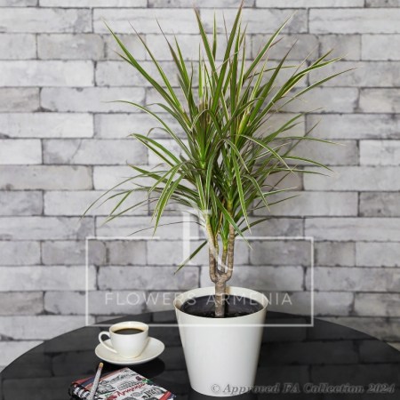 Dracaena (Dracaena Marginata)