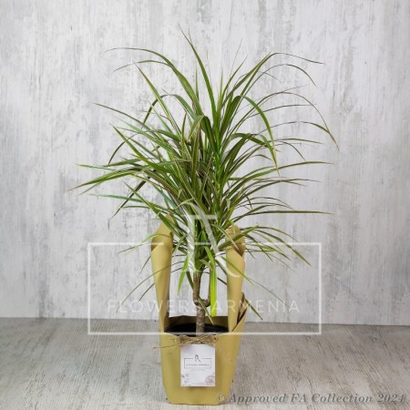 Dracaena (Dracaena Marginata)