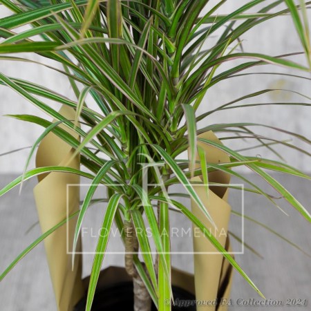 Dracaena