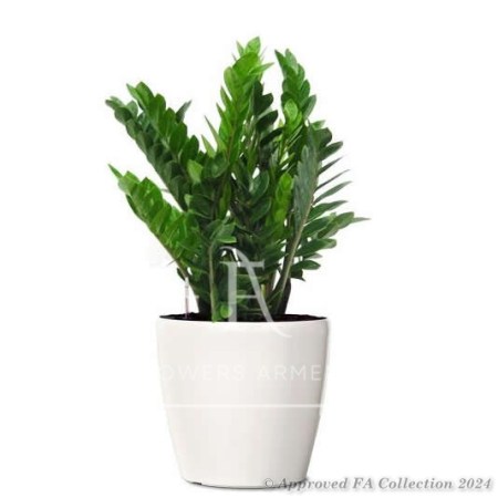 Green Gift   Zamioculcas