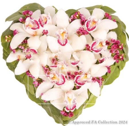 Romance of Magic Orchids