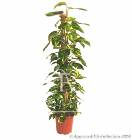 Epipremnum, Devils Ivy