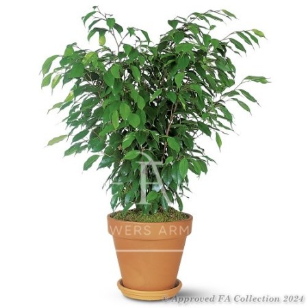 Ficus Bush