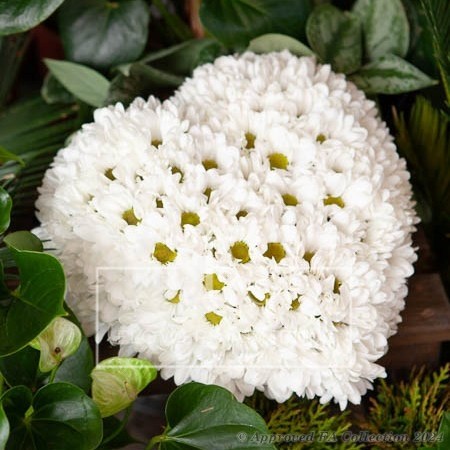 Daisy Heart